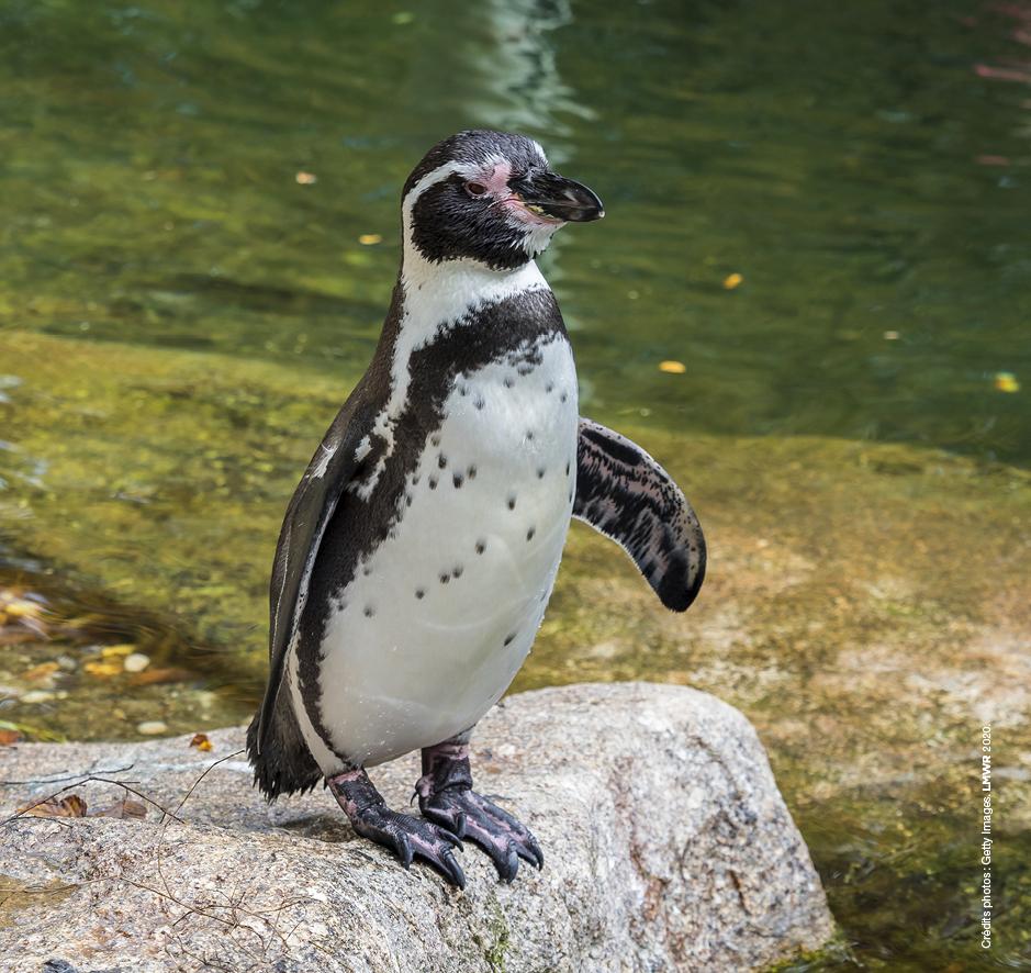 Humboldt-Pinguin auf einem Felsen im Parrot World