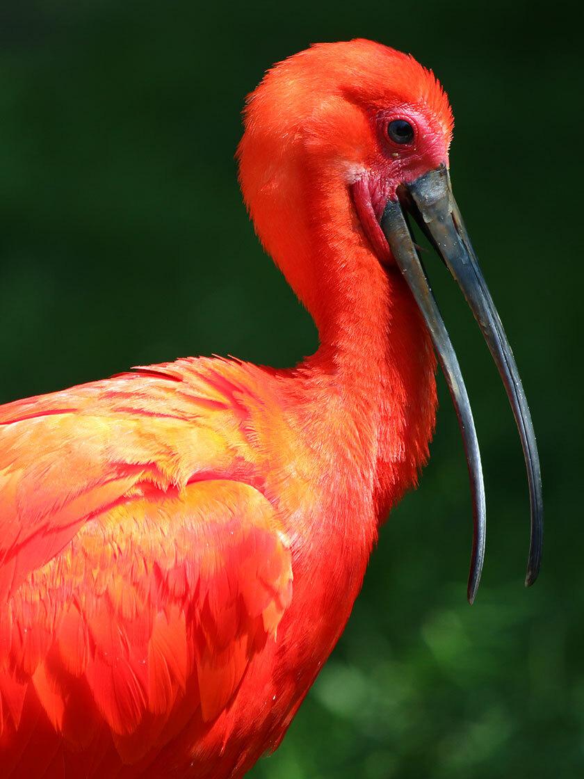 Scharlachsichler im Parrot World