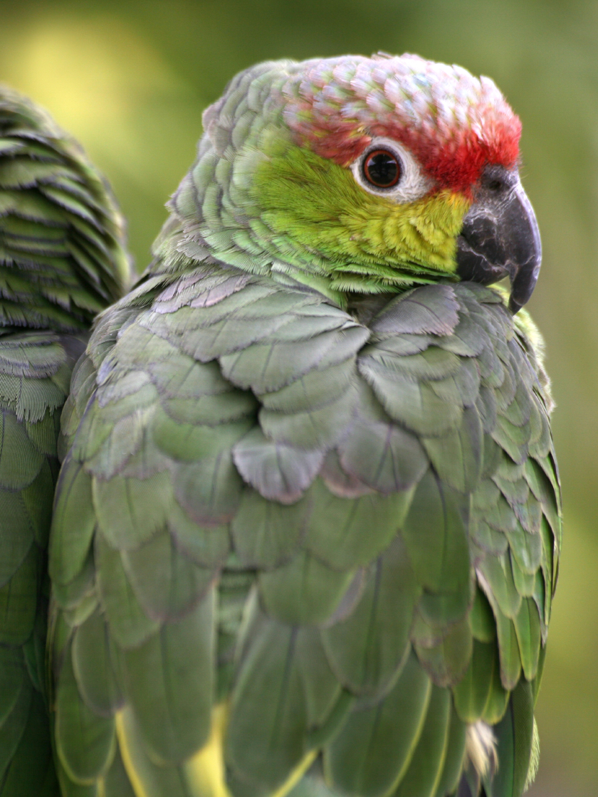 Ecuadoramazone (Amazona lilacina)