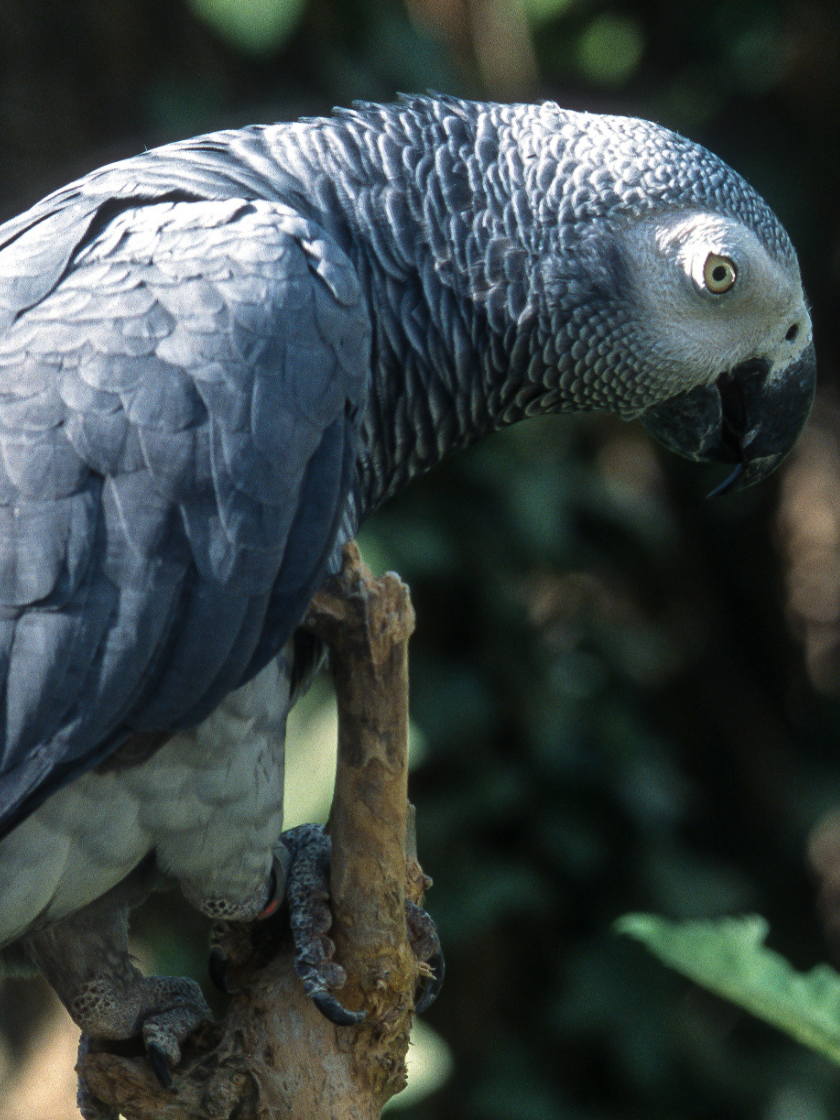 Graupapagei im Parrot World