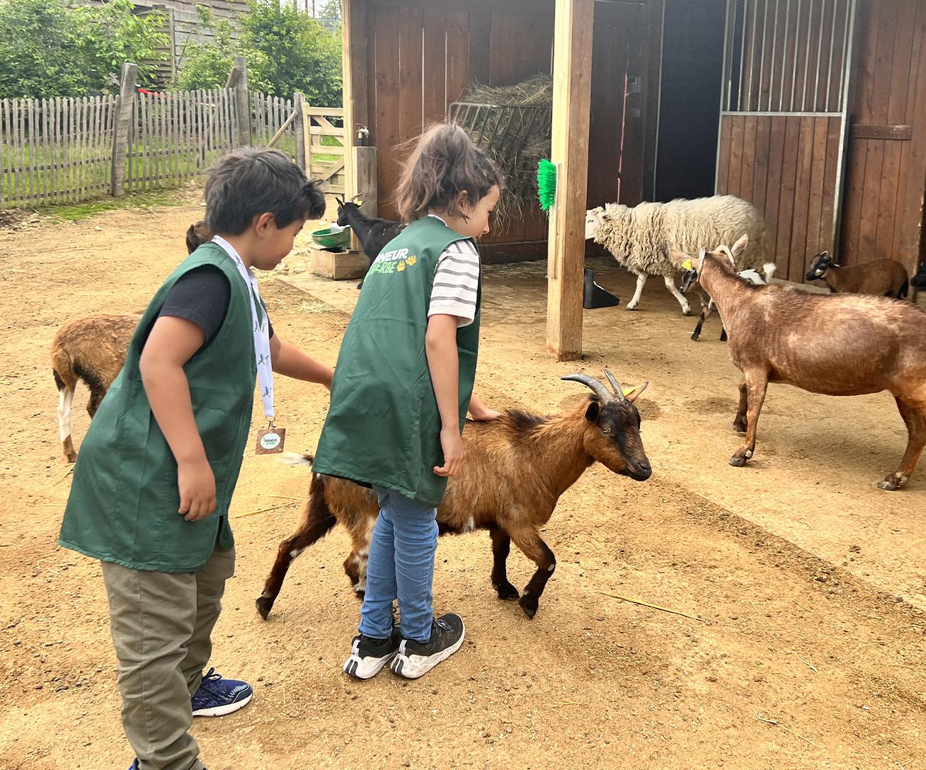 Soigneur en Herbe - moutons - Parrot World