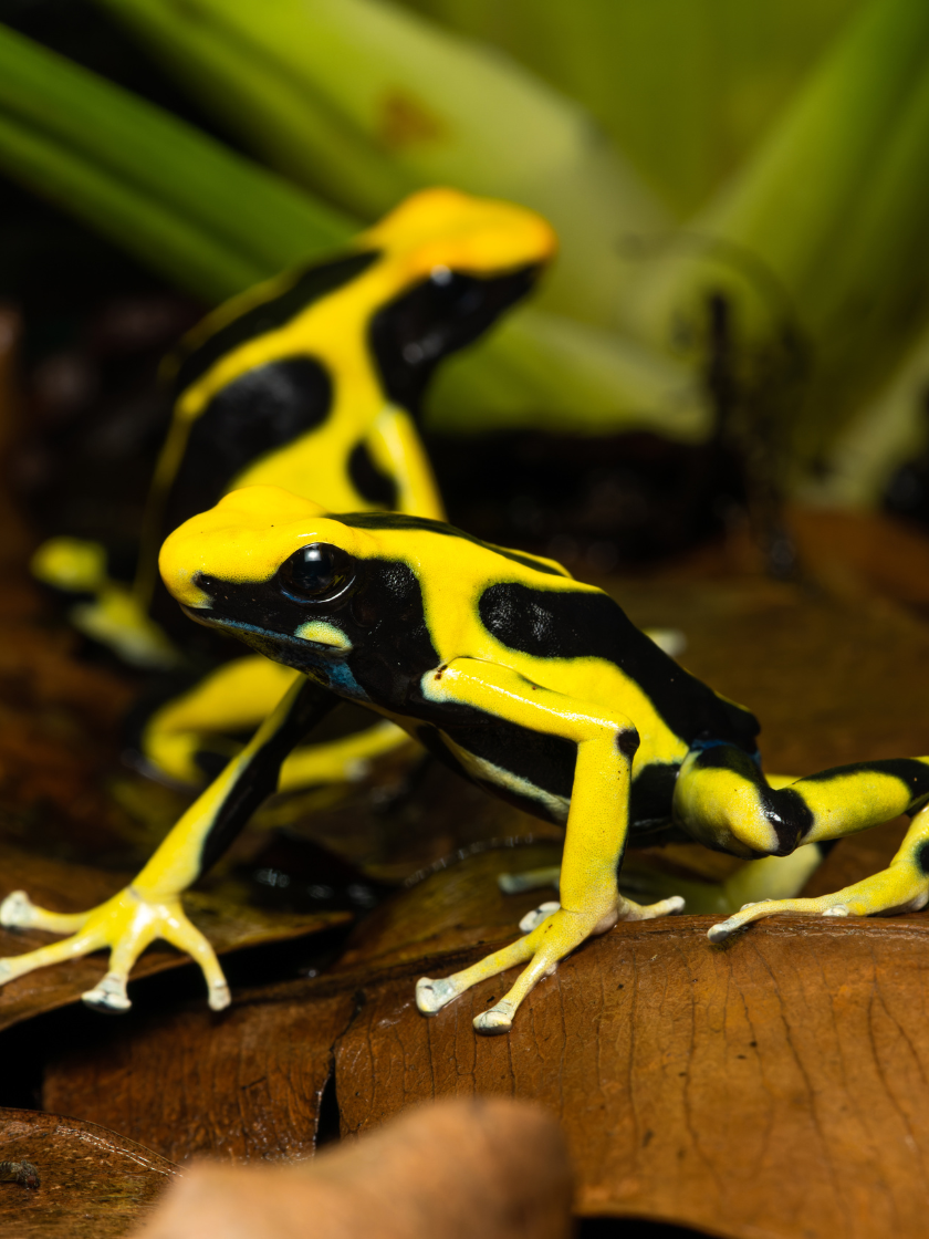 Färberfrosch