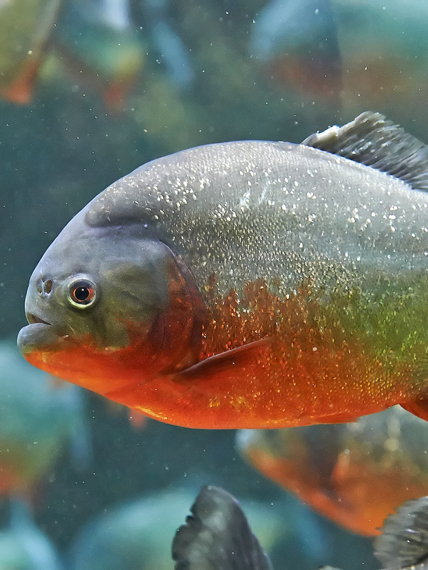 Roter Piranha