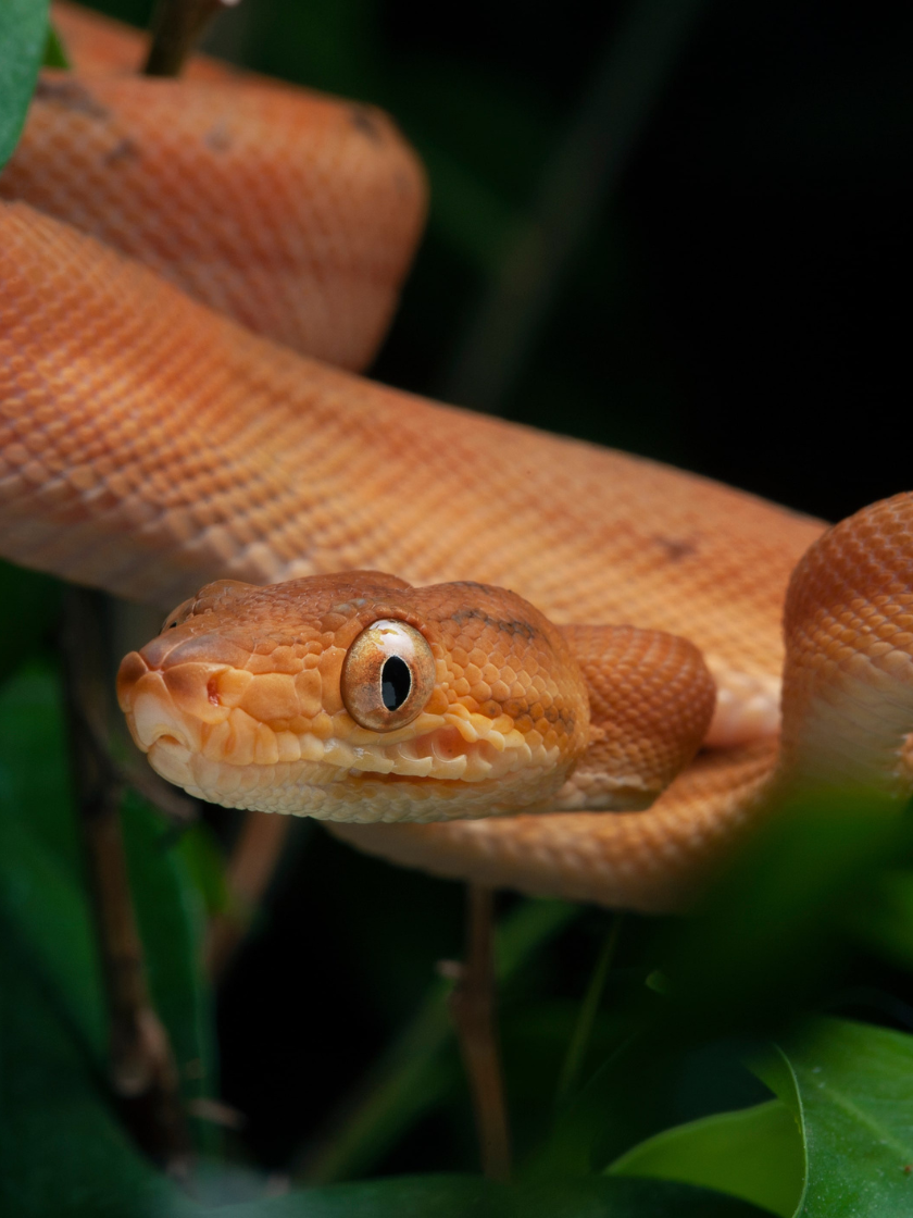 Gartenboa