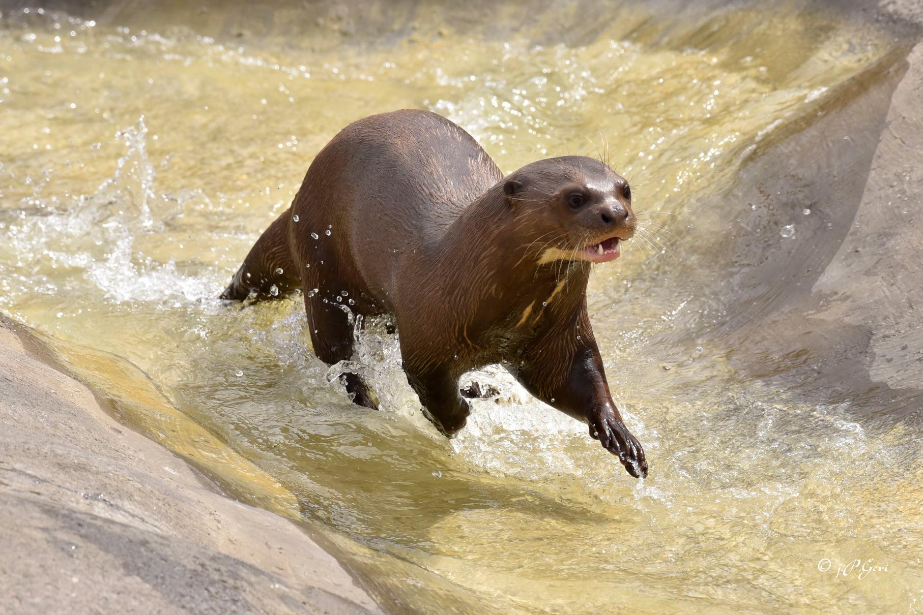Loutre Geante Parrot World © Jean Paul Geri