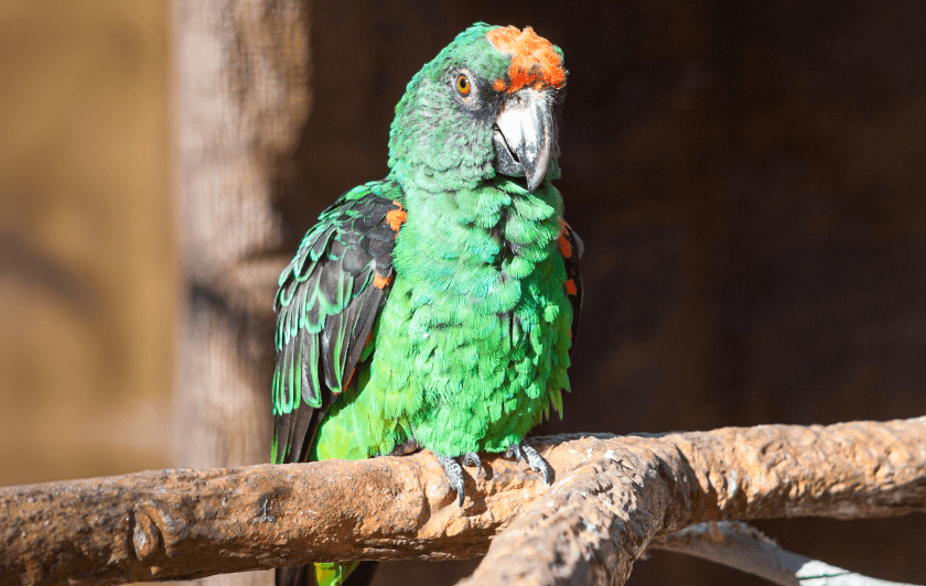 Perroquet de Jardine - Nouveauté à Parrot World - Été Amazonien