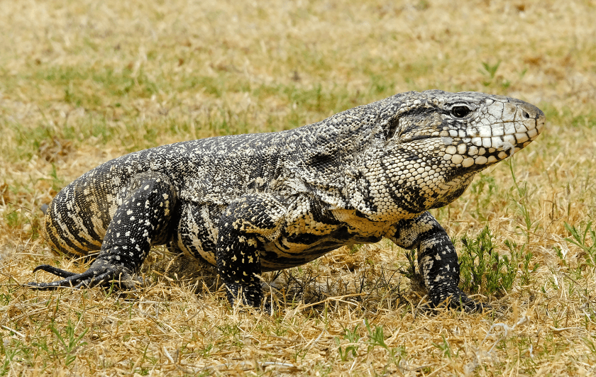 Tegu - Nouveauté à Parrot World - Été Amazonien