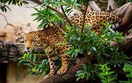 Jaguar dans les arbres