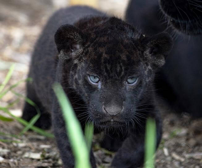 Un bébé jaguar noir né au zoo Parrot World en avril 2022