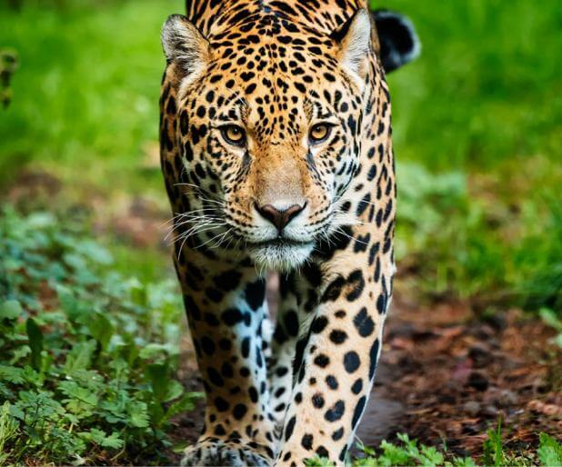 Jaguar