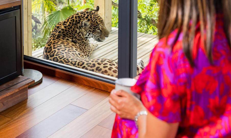 Jaguar lodge Café Parrot World ©Ronan ROCHER.jpg