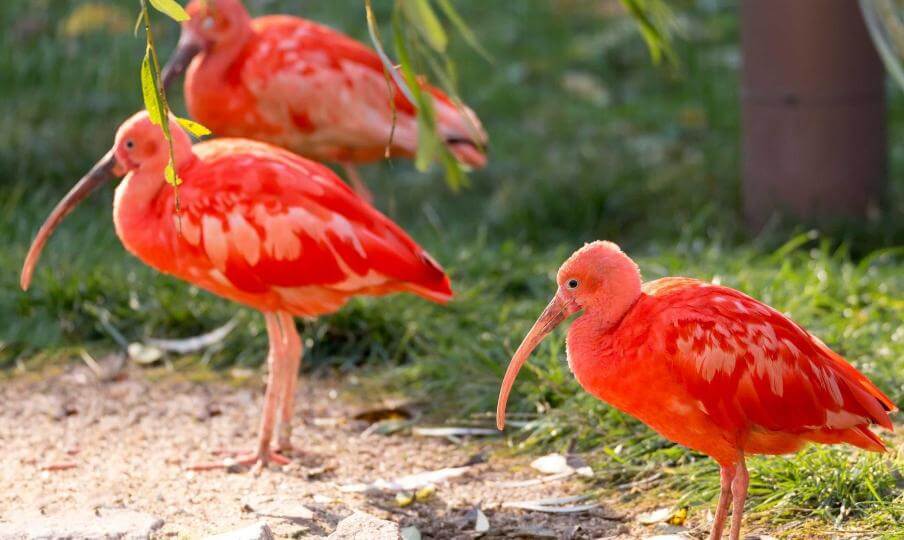 Ibis rouges pantanal lodges Parrot World.jpg