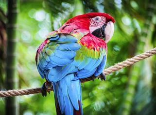 perroquet rouge et bleu perché sur une corde 