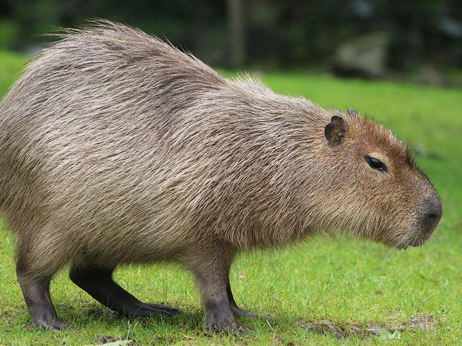 Capybara