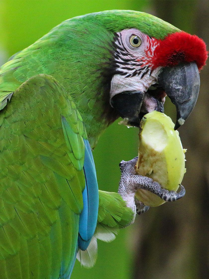 ara militaire qui mange