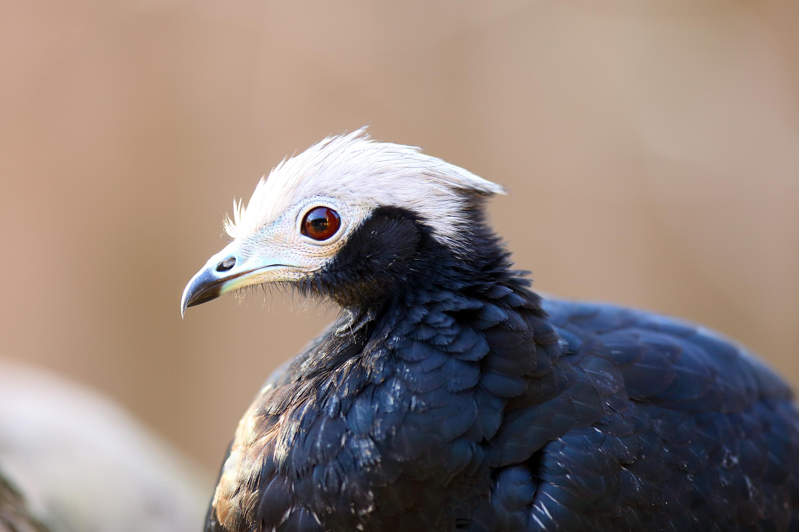 Oiseau pénélope à gorge bleue