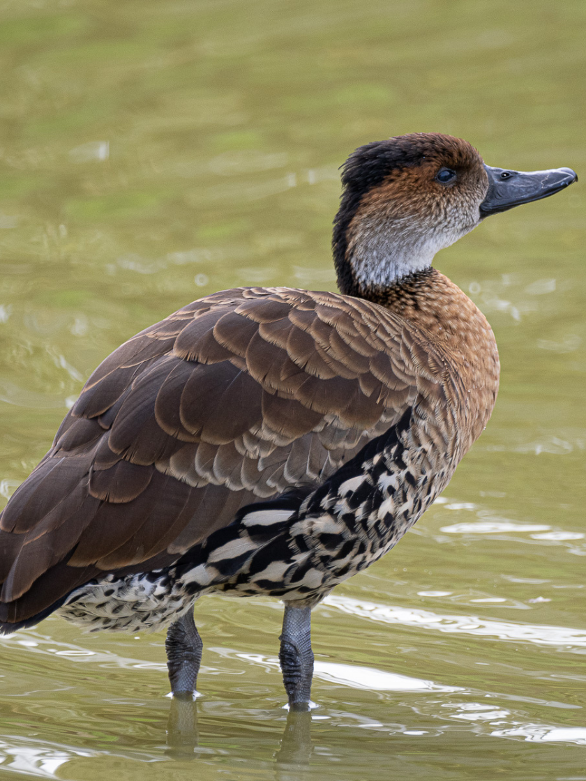 Dendrocygne des Antilles