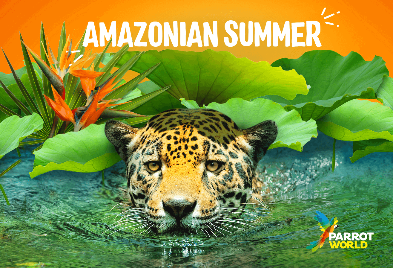 OTP022181_OP_Ete_Amazonie_2025_Jaguar_Encart_Push_1316x896px - EN.png
