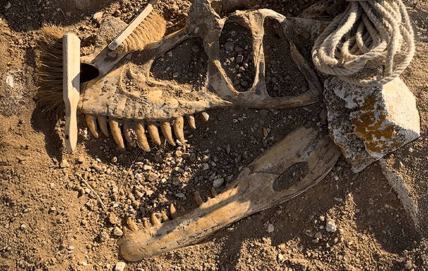 Animation création de fossile - Parrot World - Dia de los Muertos 2025