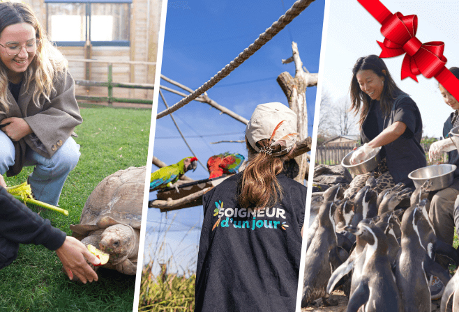 Encart site - page anglaise