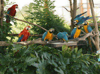 Dormir avec les animaux au zoo près de Paris au cœur de la volière Amazonie