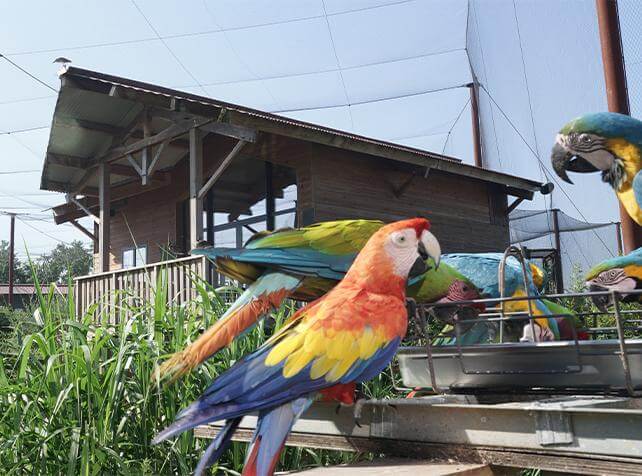 Dormir avec les animaux en France dans un hébergement insolite à Parrot World avec vue sur les perroquets