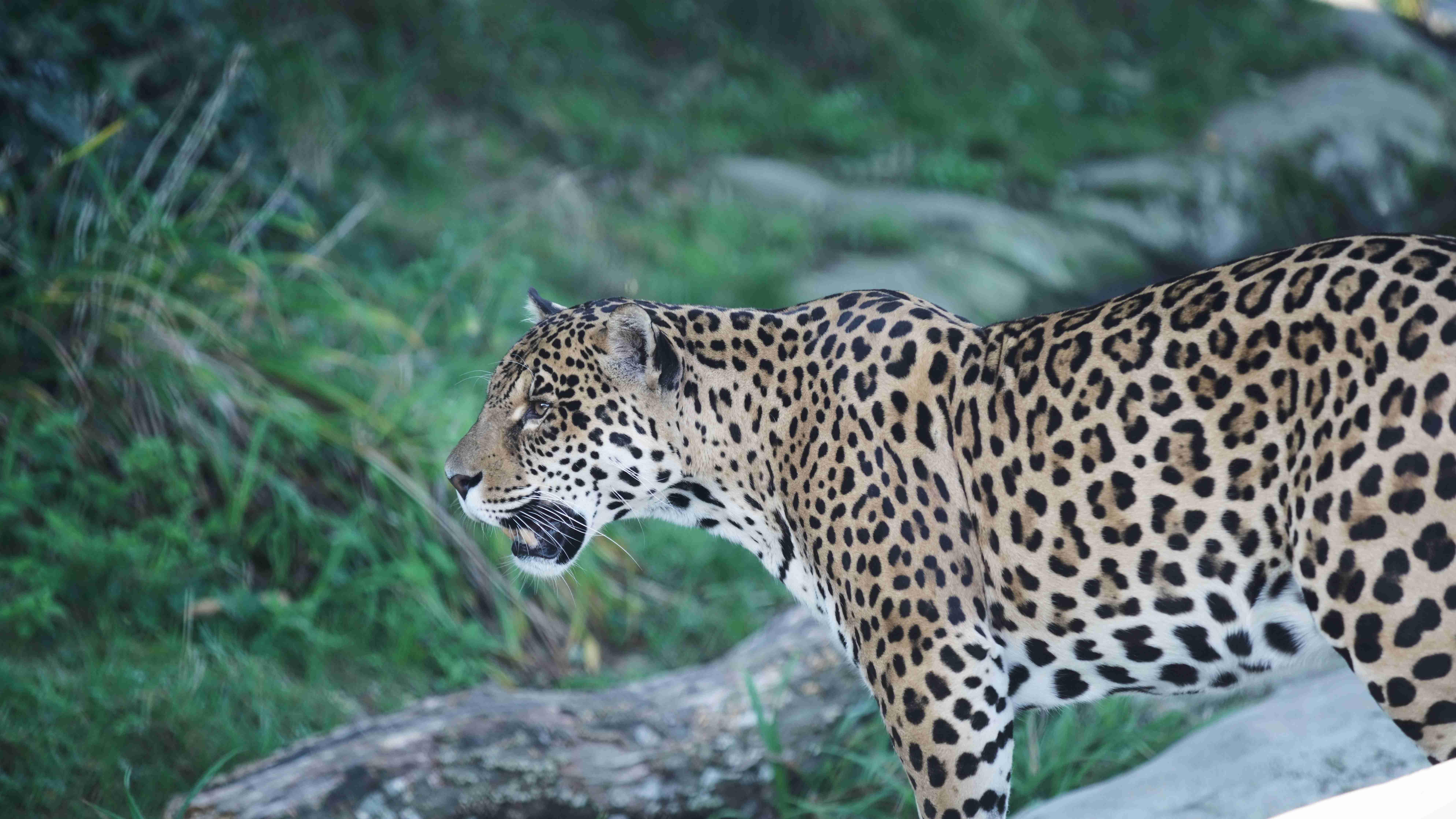 Parrot World - Ti punch jaguar