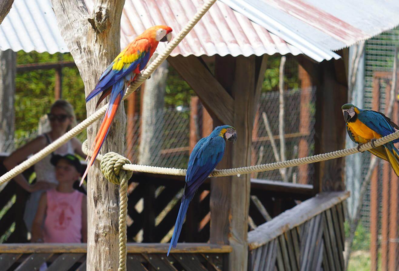 Idée sortie pâques 2026 dans le 77 - Parrot World parc animalier immersif proche de Paris - Volière géante