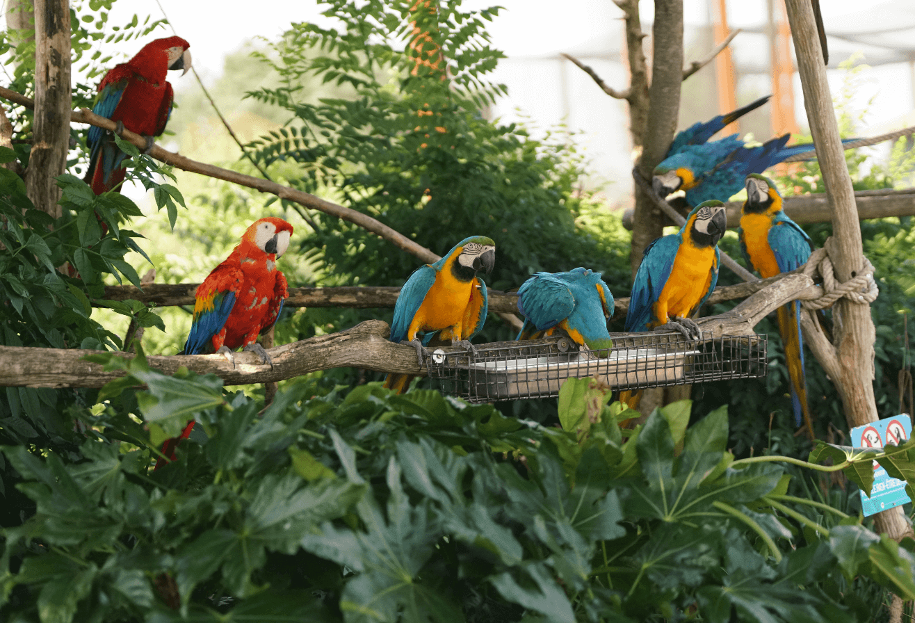 Close-up view of colourful parrots at Parrot World immersive zoo near Disneyland Paris