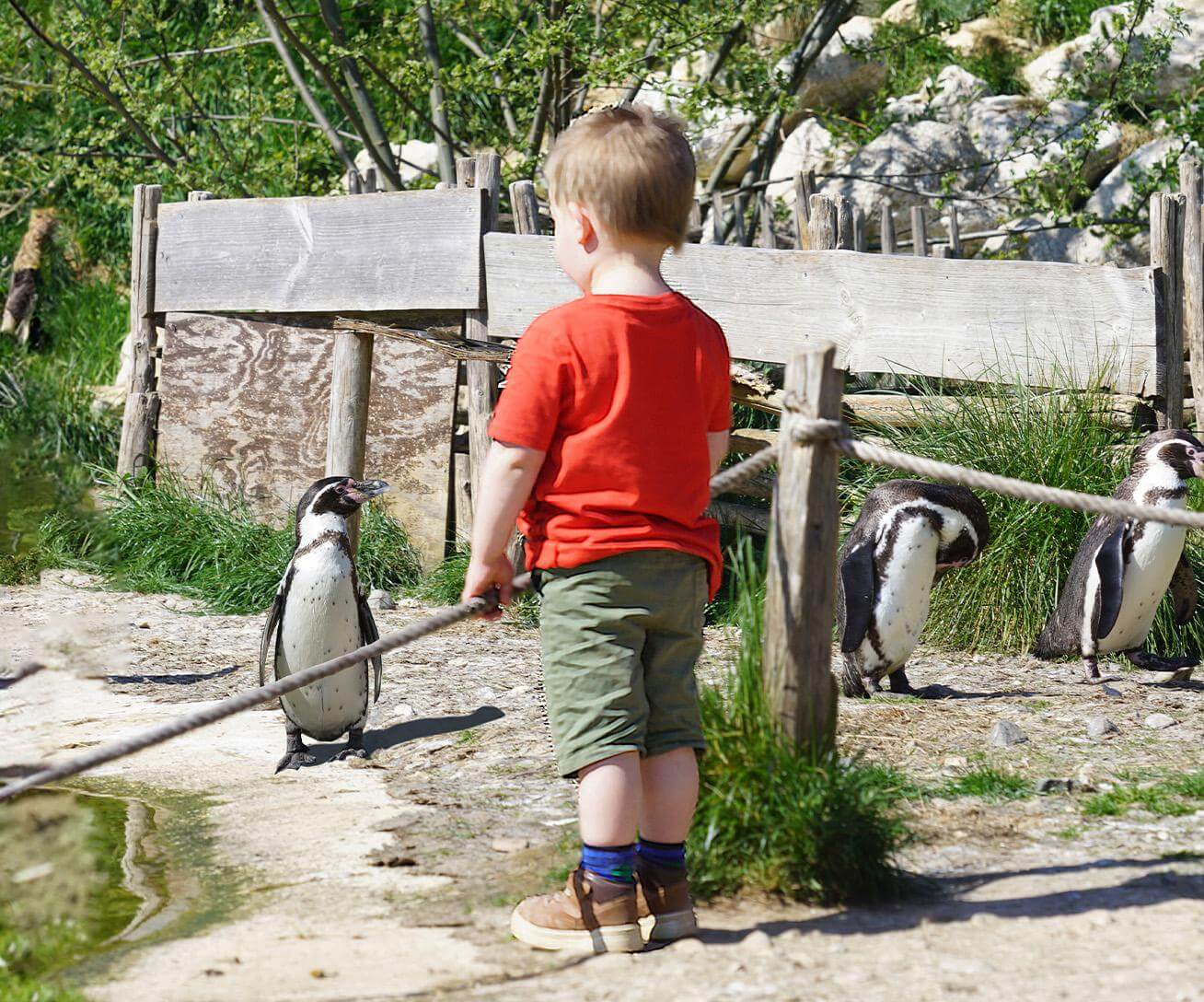 Child face-to-face with a Humboldt penguin at Parrot World near Disneyland Paris