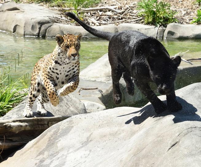 Parrot World - Emma & Ti Punch Jaguars ©Jean-Paul GERI