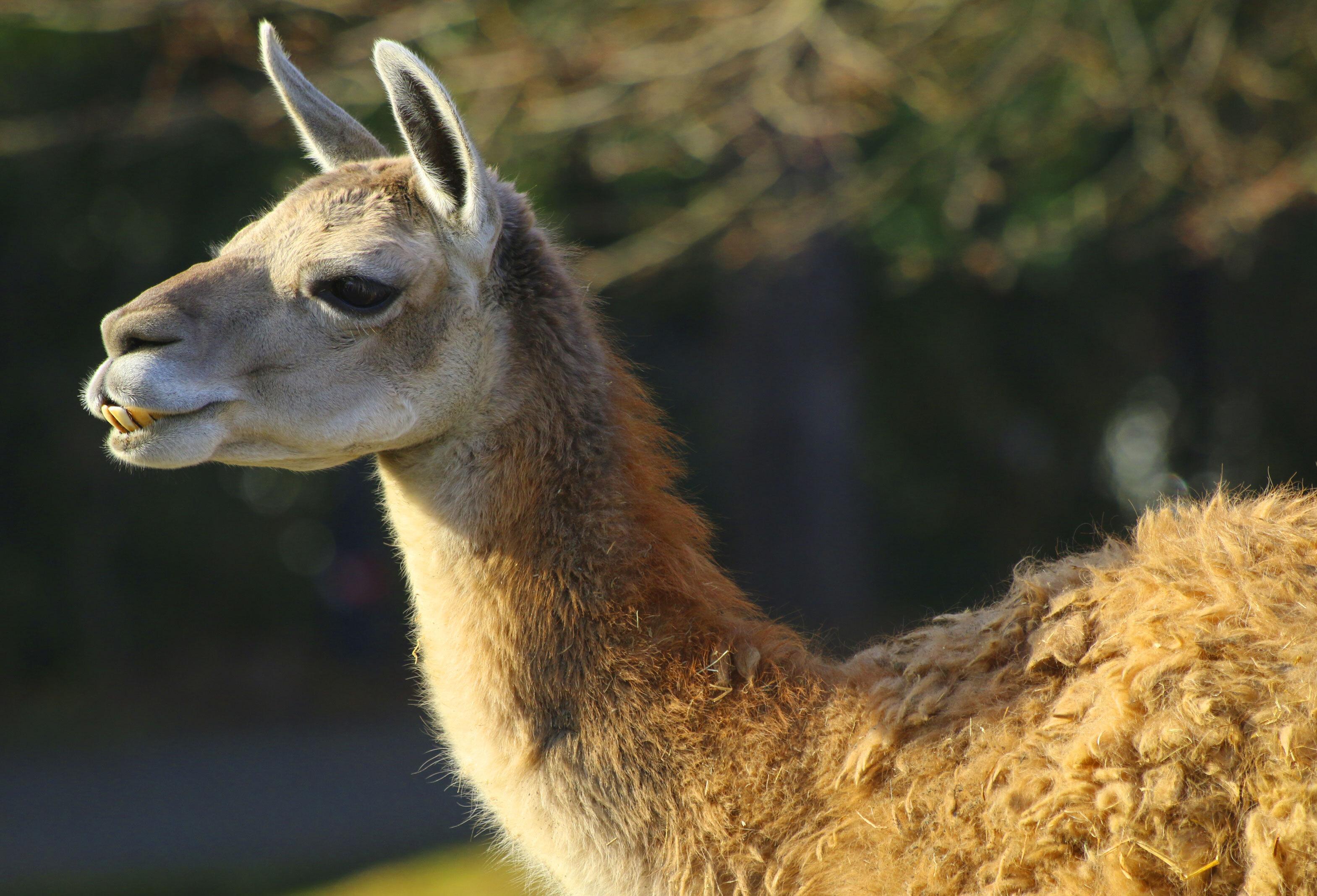 Guanaco en Parrot World, parque de animales sudamericano