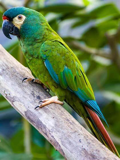 Guacamayo de Illiger (maracaná) en Parrot World