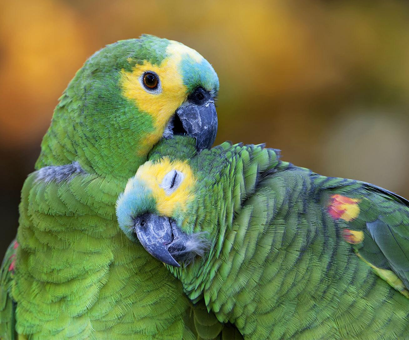 Amazona frentiazul (Amazona aestiva)