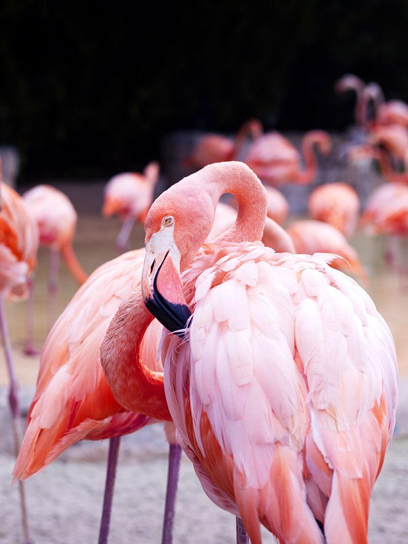Flamenco del Caribe en Parrot World