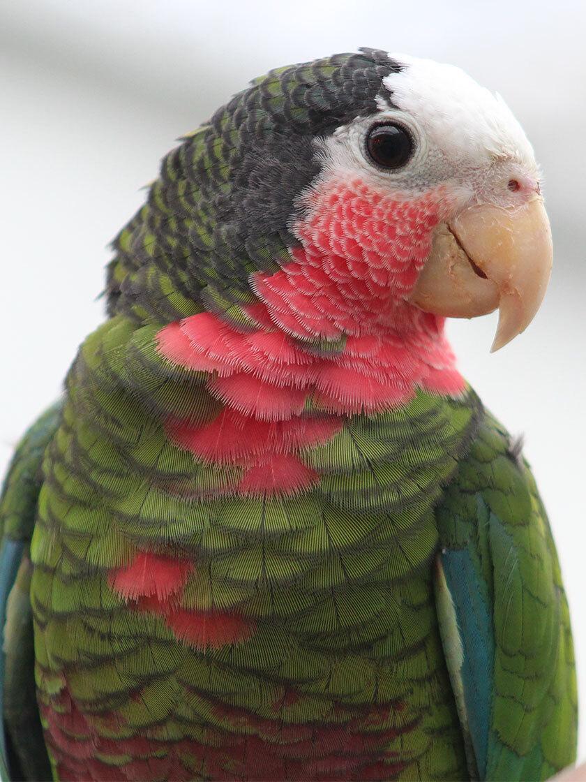 Amazona cubana
