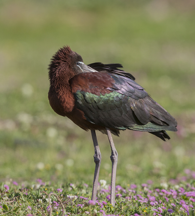 Ibis de la puna