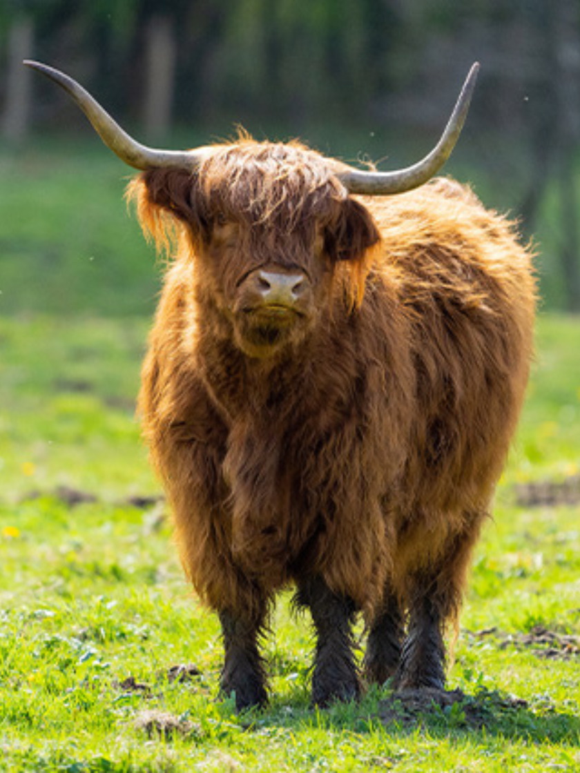 Vaca de las Highlands