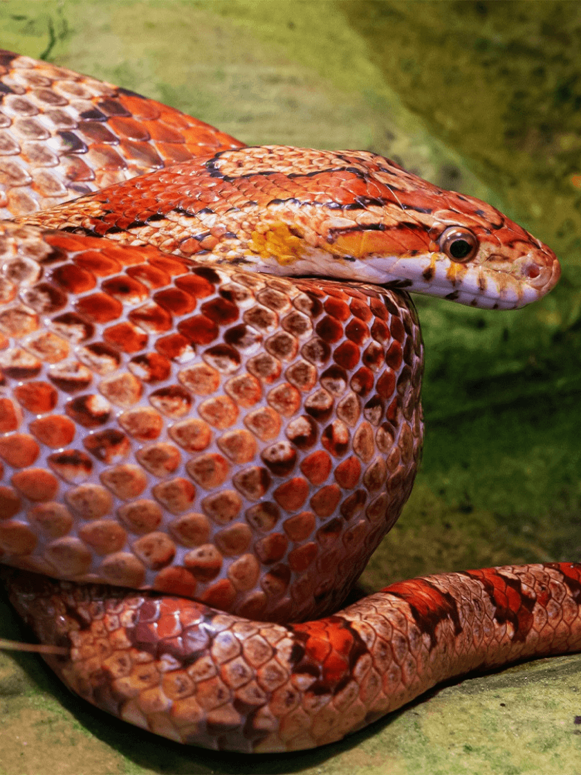 Serpiente del maíz