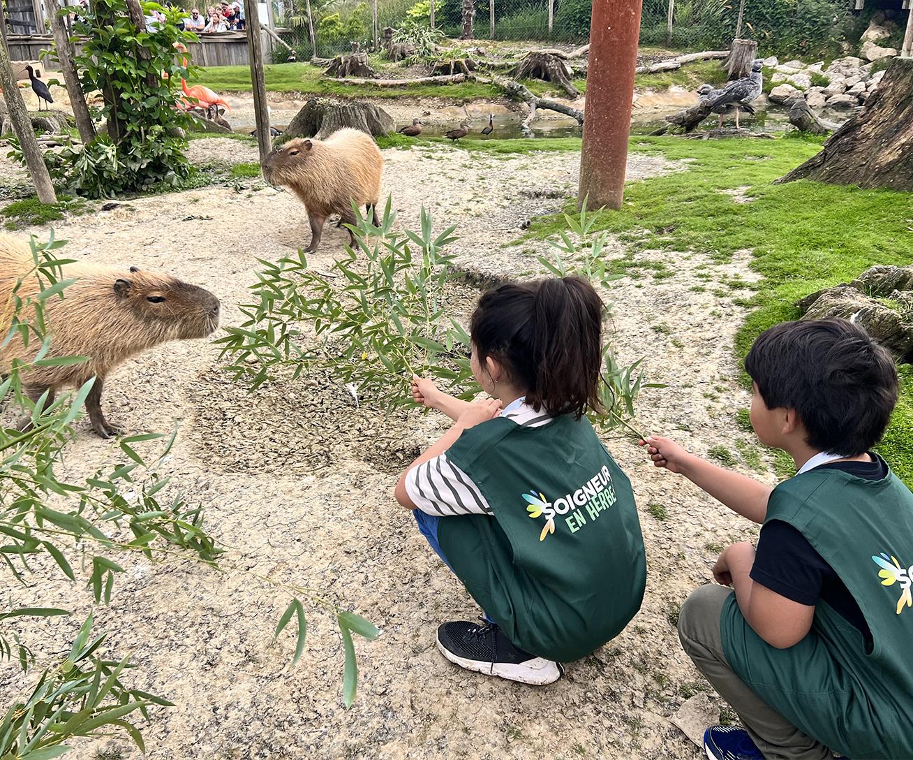 Soigneur en Herbe - Capybaras - Parrot World
