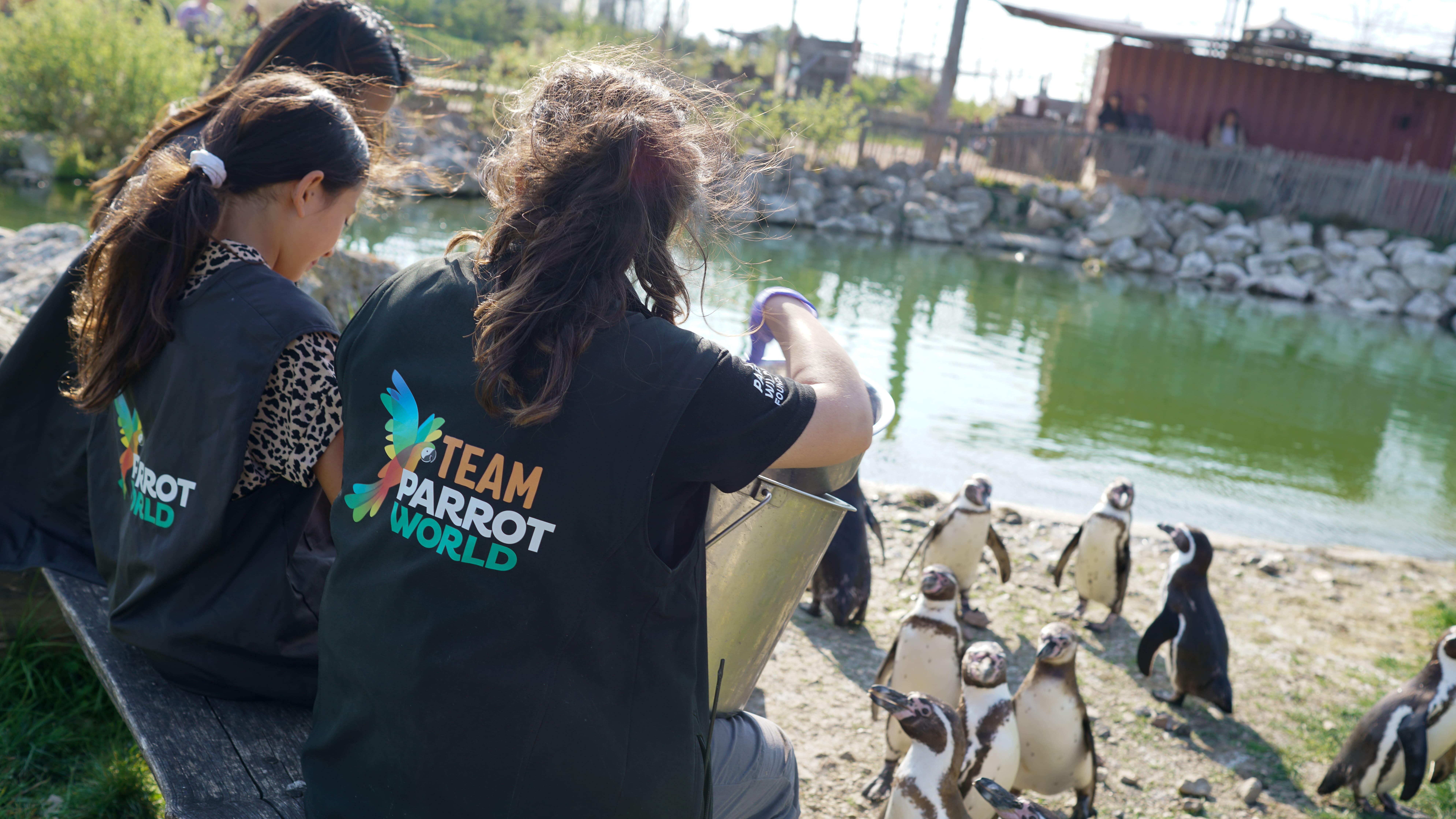 Nourrissage de manchots 1