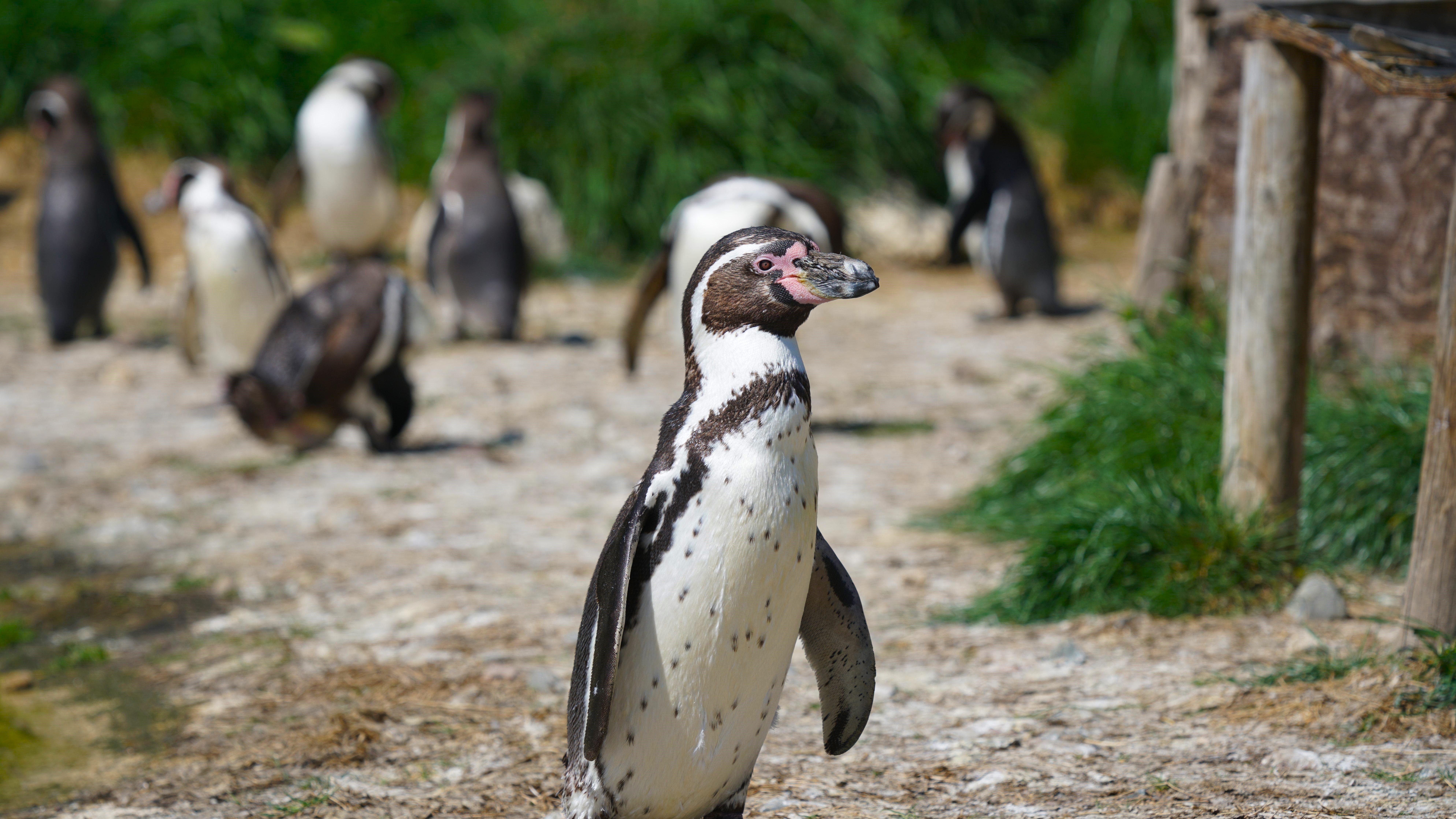 Parrot World - Manchots 3