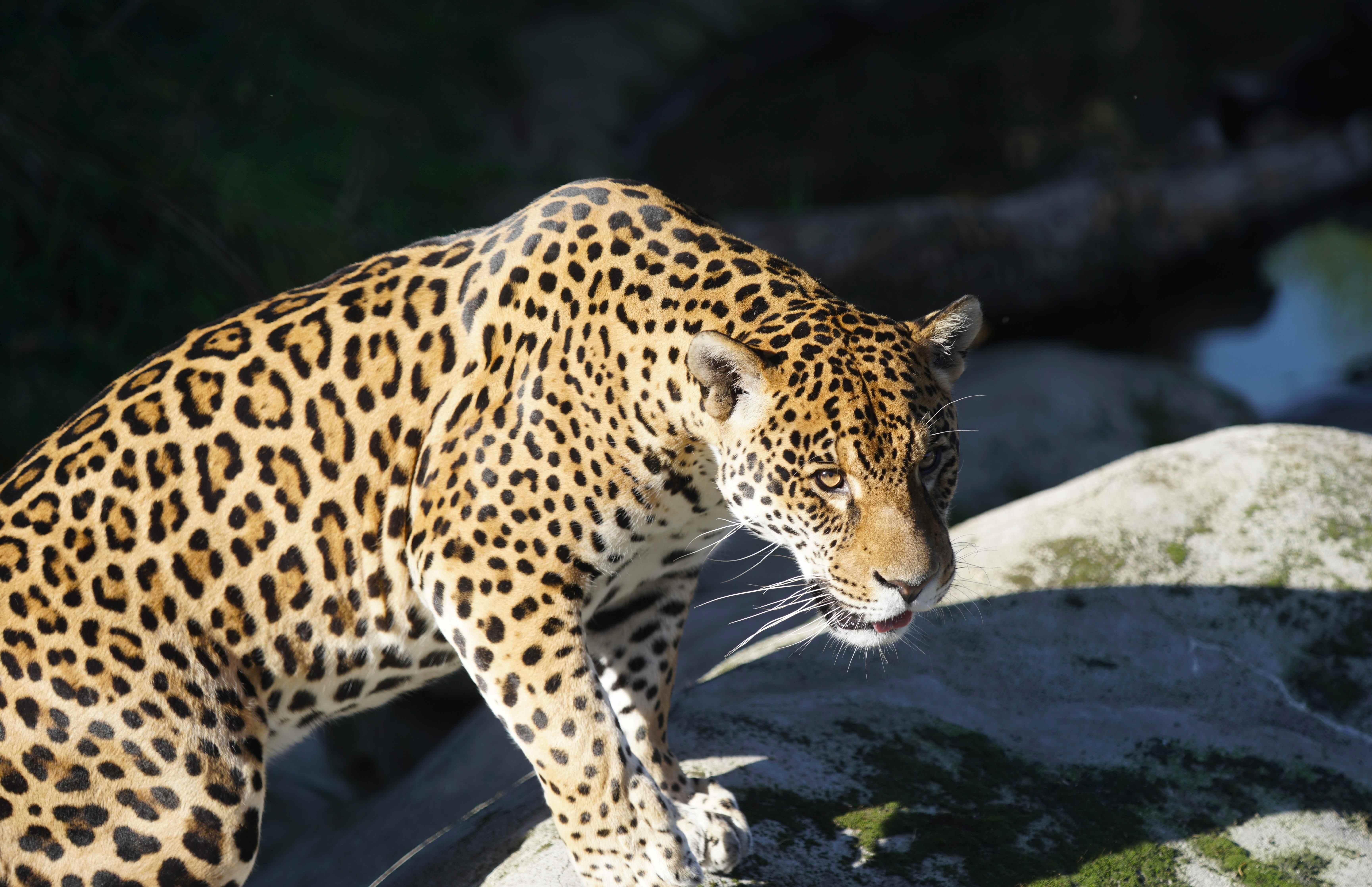 Parrot world - ti punch 2