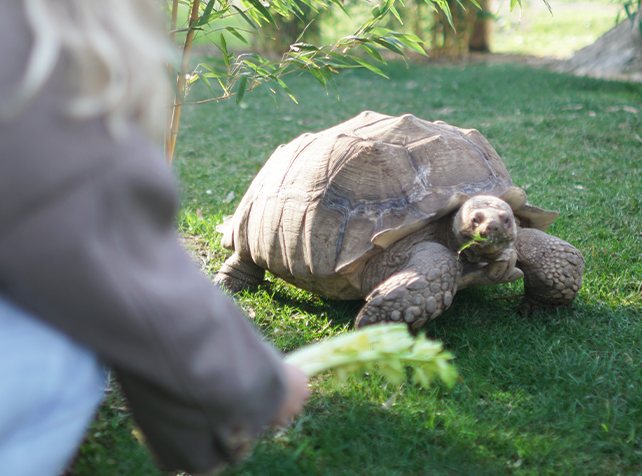 Nourrir les Tortue 2  - Sortie immersive Île-de-France