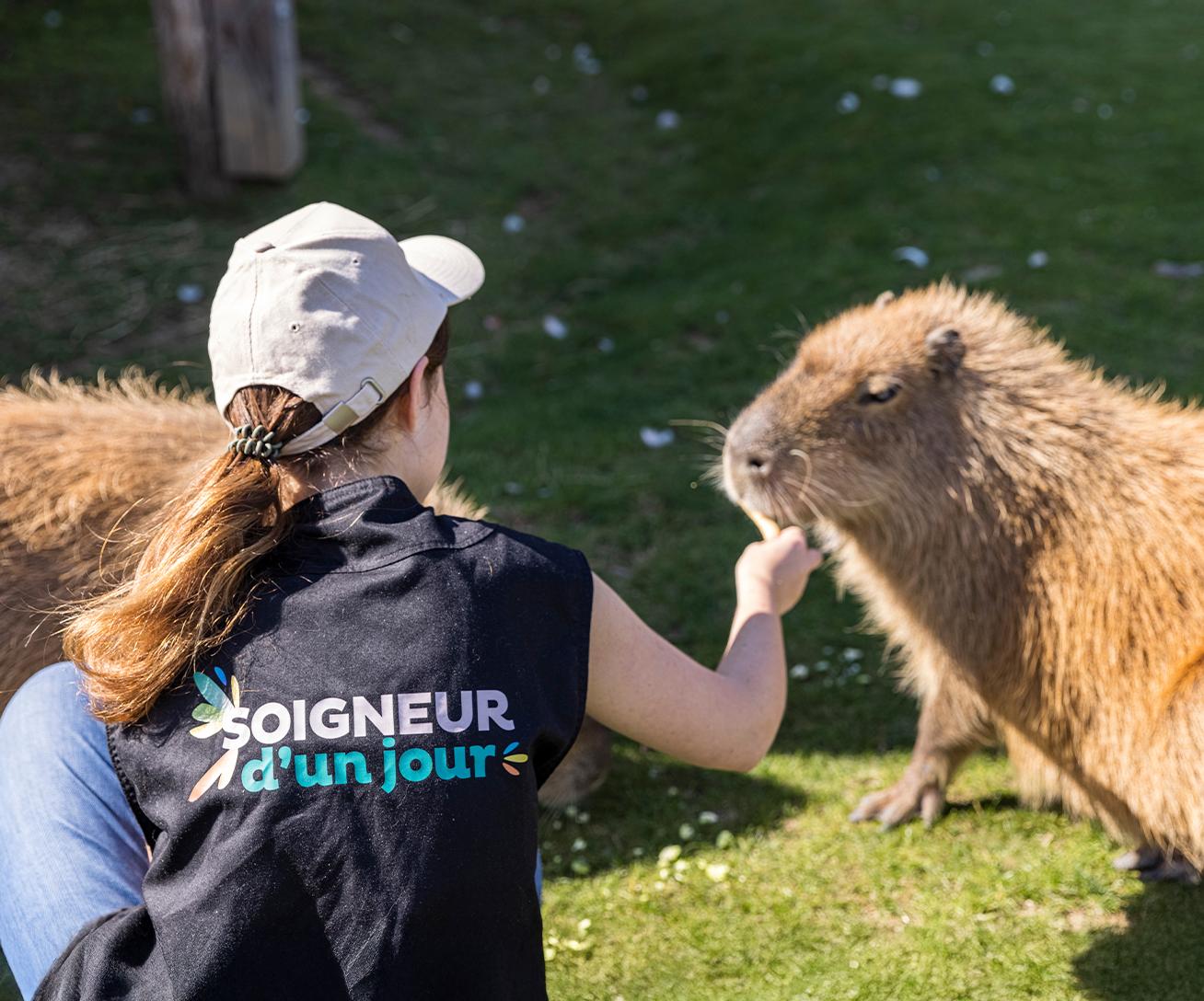 Activités en Île-de-France pour approcher les animaux - Capybara - Soigneur d'un Jour - Parrot World