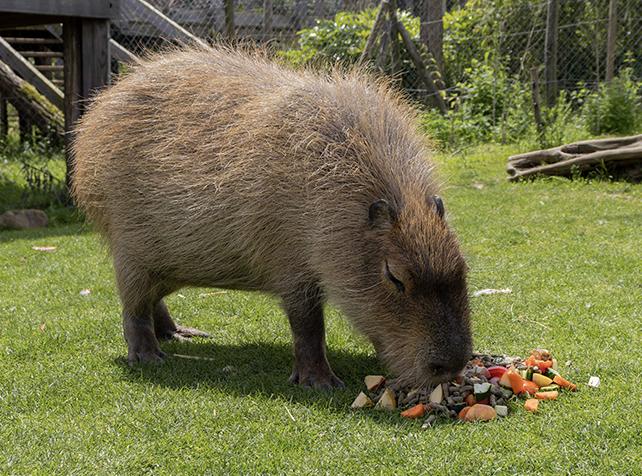 Activités proche de Paris pour nourrir les animaux - Capybara - Soigneur d'un Jour - Parrot World