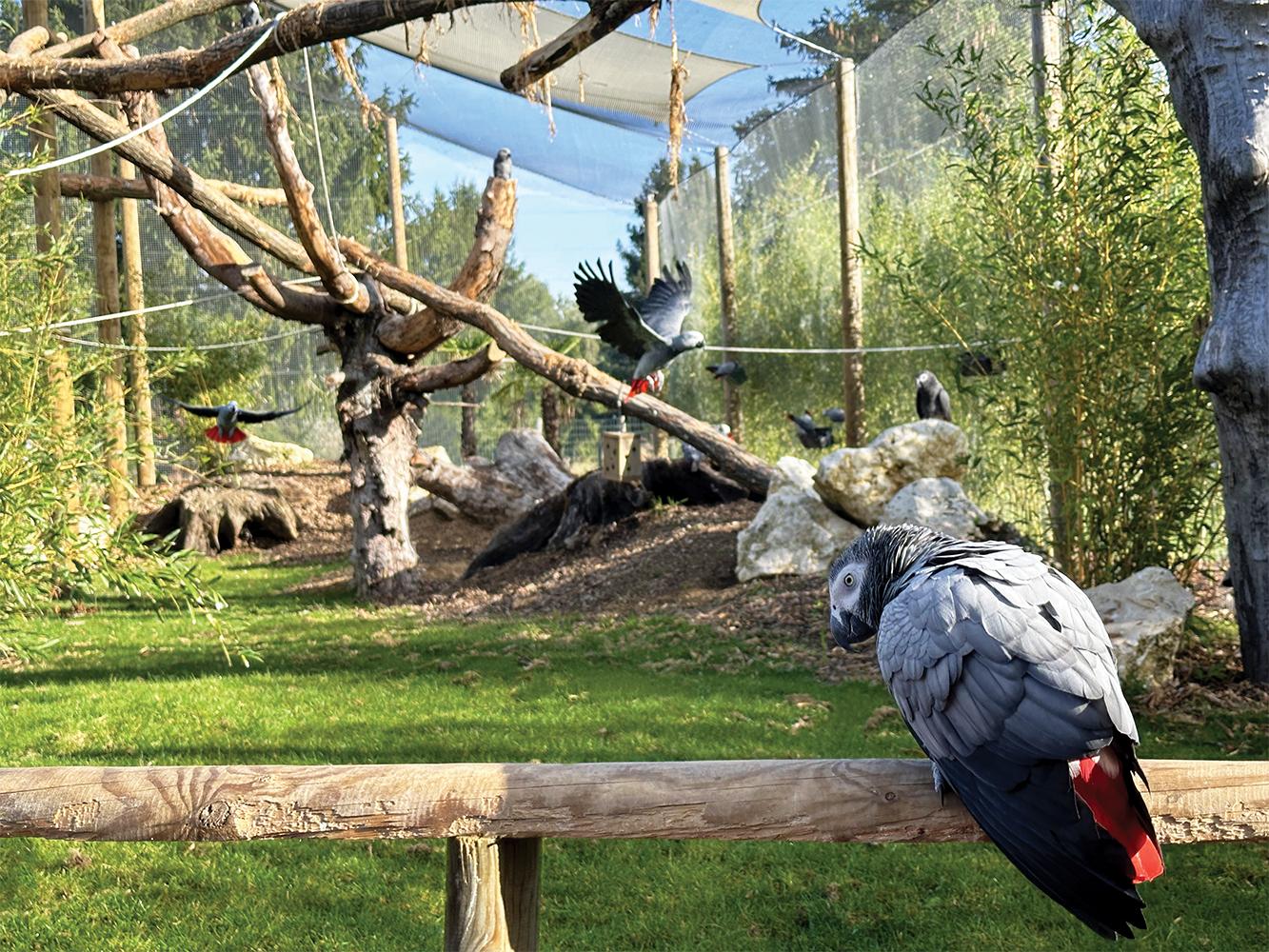 Volière Refuge de Gris du Gabon - Parrot World - Été 2026 en Île-de-France