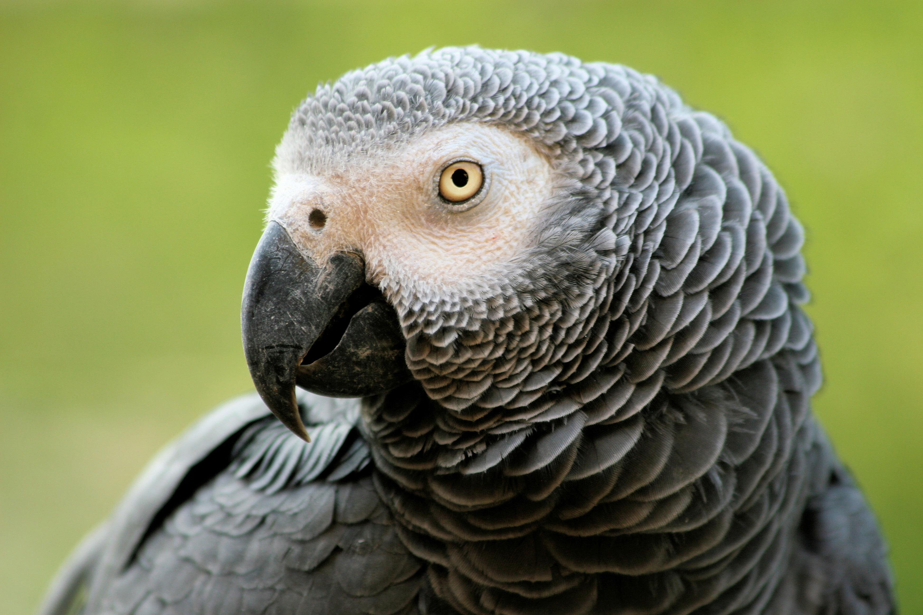 Perroquet Gris
