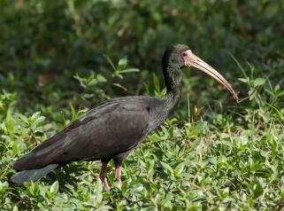 ibis de ridgway
