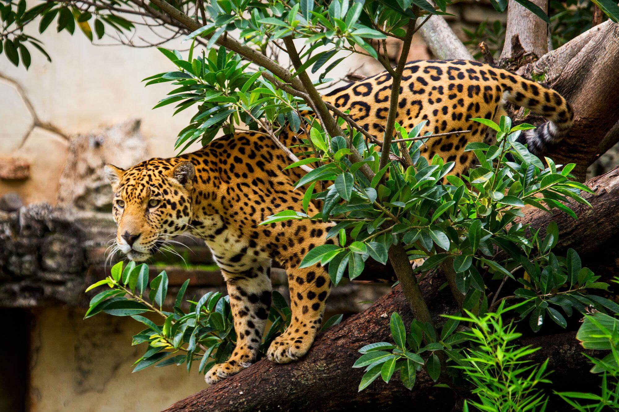 Jaguar dans les arbres